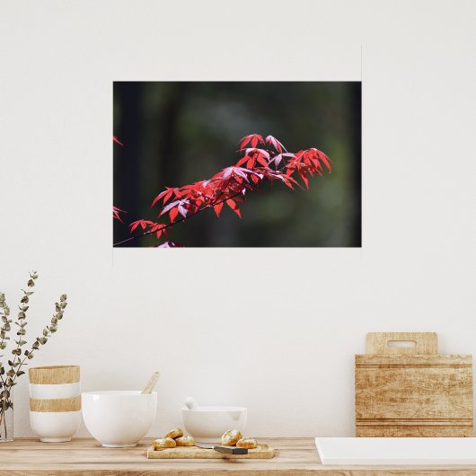 Maple Leaf, Poster (Keuken)