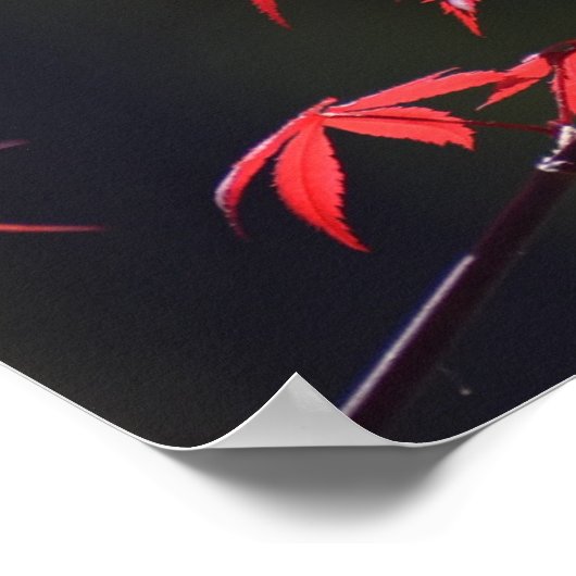 Maple Leaf, Poster (Hoek)