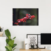 Maple Leaf, Poster (Thuiskantoor)