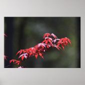 Maple Leaf, Poster (Voorkant)