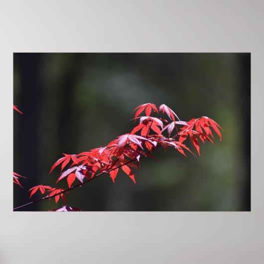 Maple Leaf, Poster (Voorkant)