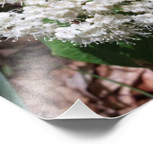 Maple Leaf Viburnum Foto Afdruk (Hoek)