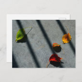 Maple Leaves Briefkaart (Voorkant / Achterkant)