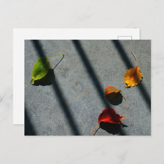 Maple Leaves Briefkaart (Voorkant / Achterkant)