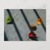 Maple Leaves Briefkaart (Voorkant)