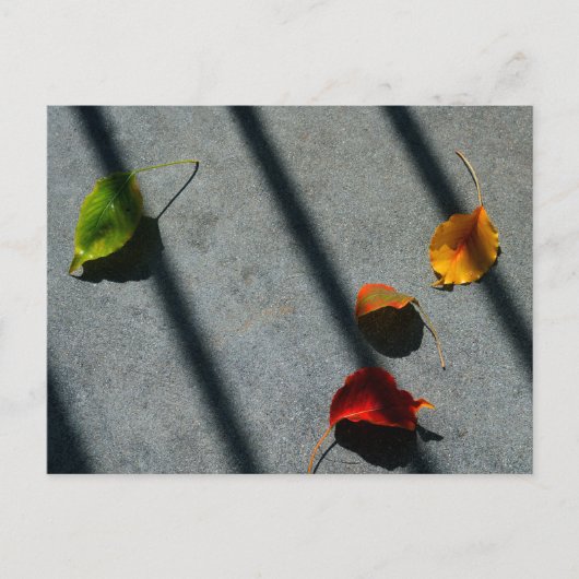 Maple Leaves Briefkaart (Voorkant)