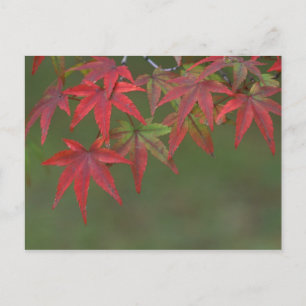 Maple Leaves, Katsura, Kyoto, Japan Briefkaart