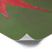 Maple Leaves, Katsura, Kyoto, Japan Poster (Hoek)