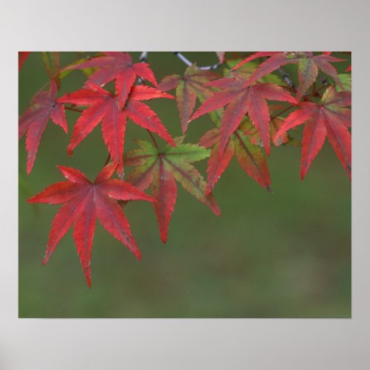 Maple Leaves, Katsura, Kyoto, Japan Poster (Voorkant)