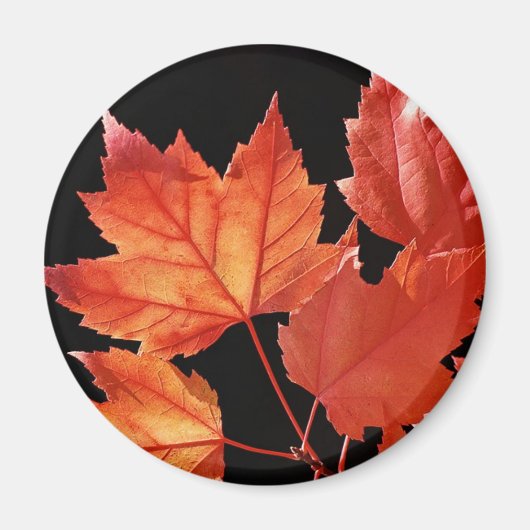 Maple Leaves Magneet (Voorkant)