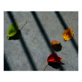 Maple Leaves Perfect Poster (Voorkant)