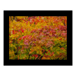 Maple Leaves Poster