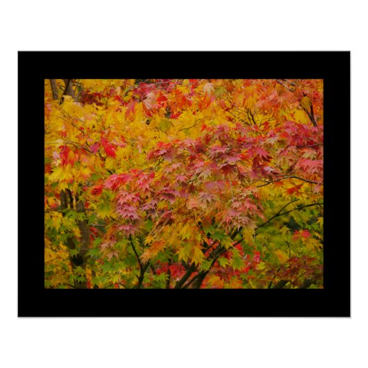 Maple Leaves Poster (Voorkant)