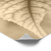 Maple Leaves Poster (Hoek)