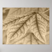 Maple Leaves Poster (Voorkant)