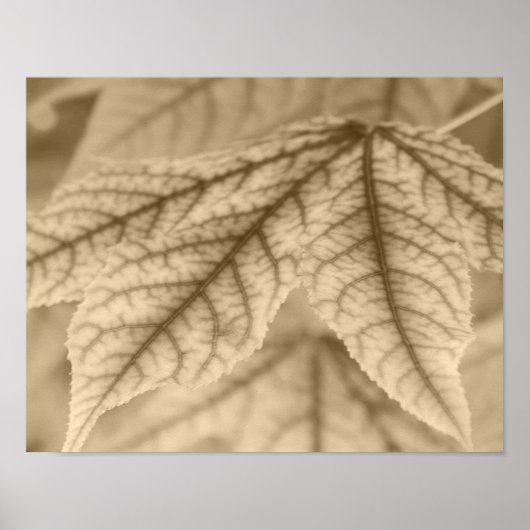 Maple Leaves Poster (Voorkant)