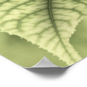 Maple Leaves Poster (Hoek)