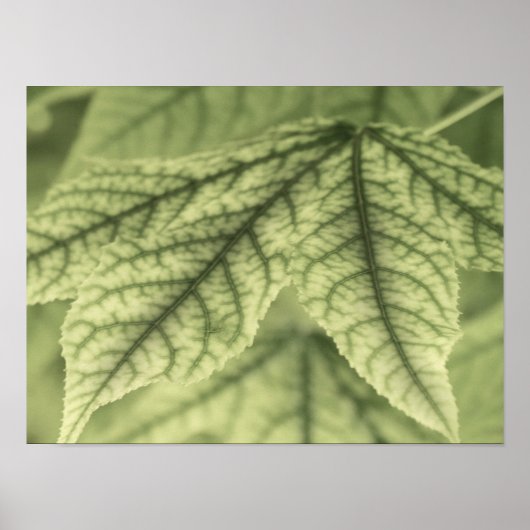 Maple Leaves Poster (Voorkant)