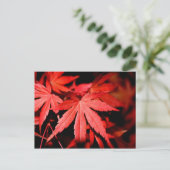 Maple Leaves - Rood Briefkaart (Staand voorkant)