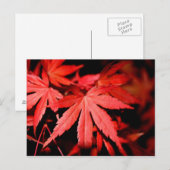 Maple Leaves - Rood Briefkaart (Voorkant / Achterkant)