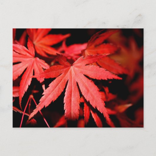 Maple Leaves - Rood Briefkaart (Voorkant)