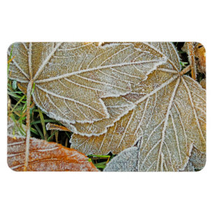Maple Magnet, bevroren Magneet