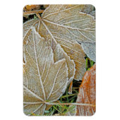 Maple Magnet, bevroren Magneet (Verticaal)