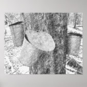 Maple Sap emmers op boom Black Pencil Art Poster (Voorkant)