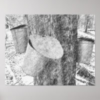 Maple Sap emmers op boom Black Pencil Art