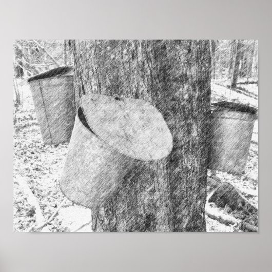 Maple Sap emmers op boom Black Pencil Art Poster (Voorkant)