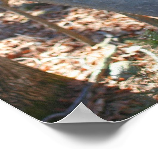 Maple Sugar Sap Bucket on Tree Natuur Poster (Hoek)