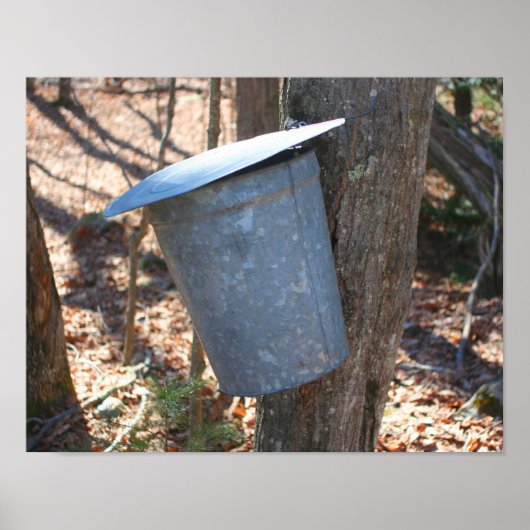 Maple Sugar Sap Bucket on Tree Natuur Poster (Voorkant)