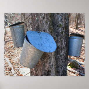 Maple Sugar Sap Buckets on Tree Natuur Poster