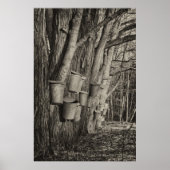 Maple Syrup Time Poster (Voorkant)