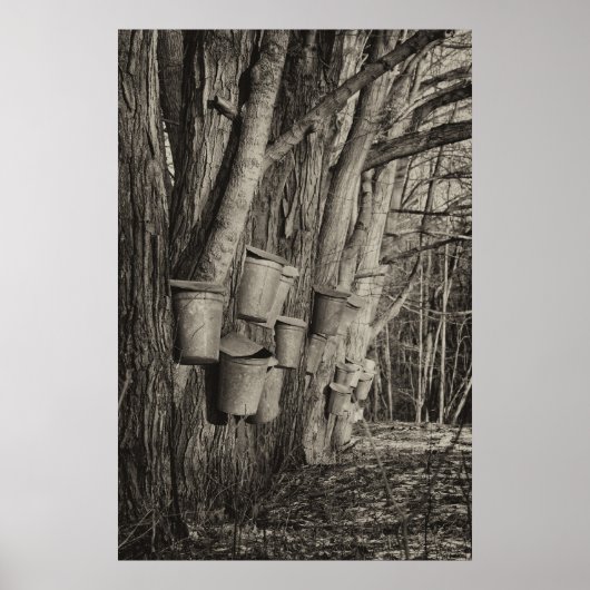 Maple Syrup Time Poster (Voorkant)