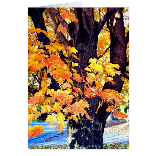 Maple Tree (Voorkant)
