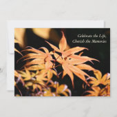 Maple Tree 1 Celebration of Life Memorial Service Kaart (Voorkant)