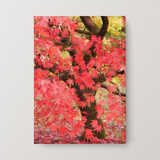 Maple Tree Badge Button (Voorkant)