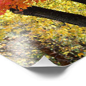 Maple Tree-foto afdrukken Foto Afdruk (Hoek)