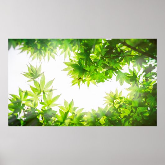 Maple tree leaf twig textuur poster (Voorkant)