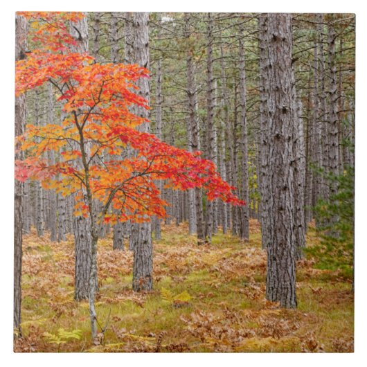 Maple Tree met najaarkleuren Tegeltje (Voorkant)
