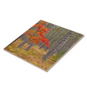 Maple Tree met najaarkleuren Tegeltje (Zijkant)
