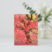 Maple Tree Postcard Briefkaart (Staand voorkant)