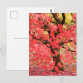Maple Tree Postcard Briefkaart (Voorkant / Achterkant)
