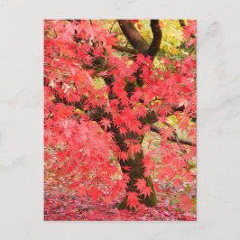 Maple Tree Postcard Briefkaart