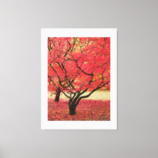 Maple Trees Canvas Print (Voorkant)