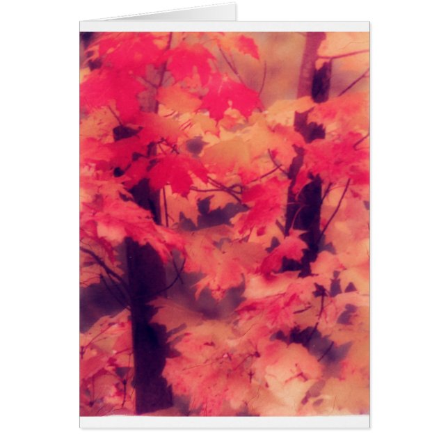 Maple Trees in de Herfst (Voorkant)