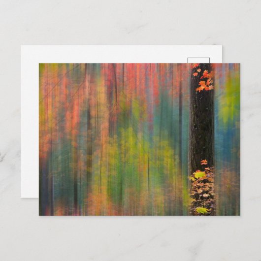 Maple Trees | State Park Silver Herfsten Briefkaart (Voorkant / Achterkant)