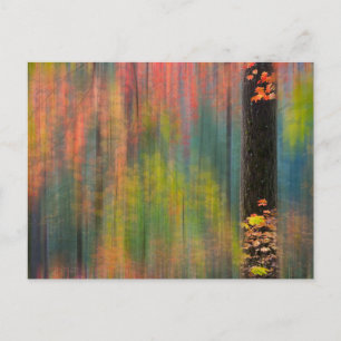 Maple Trees   State Park Silver Herfsten Briefkaart
