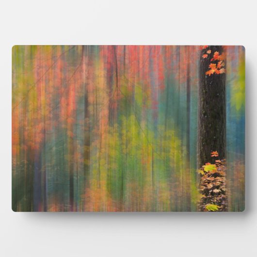 Maple Trees | State Park Silver Herfsten Fotoplaat (voorkant)